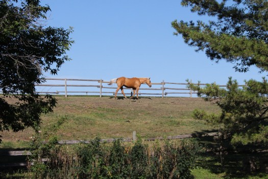 naturalborderhorse