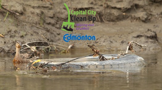 capcitycleanup
